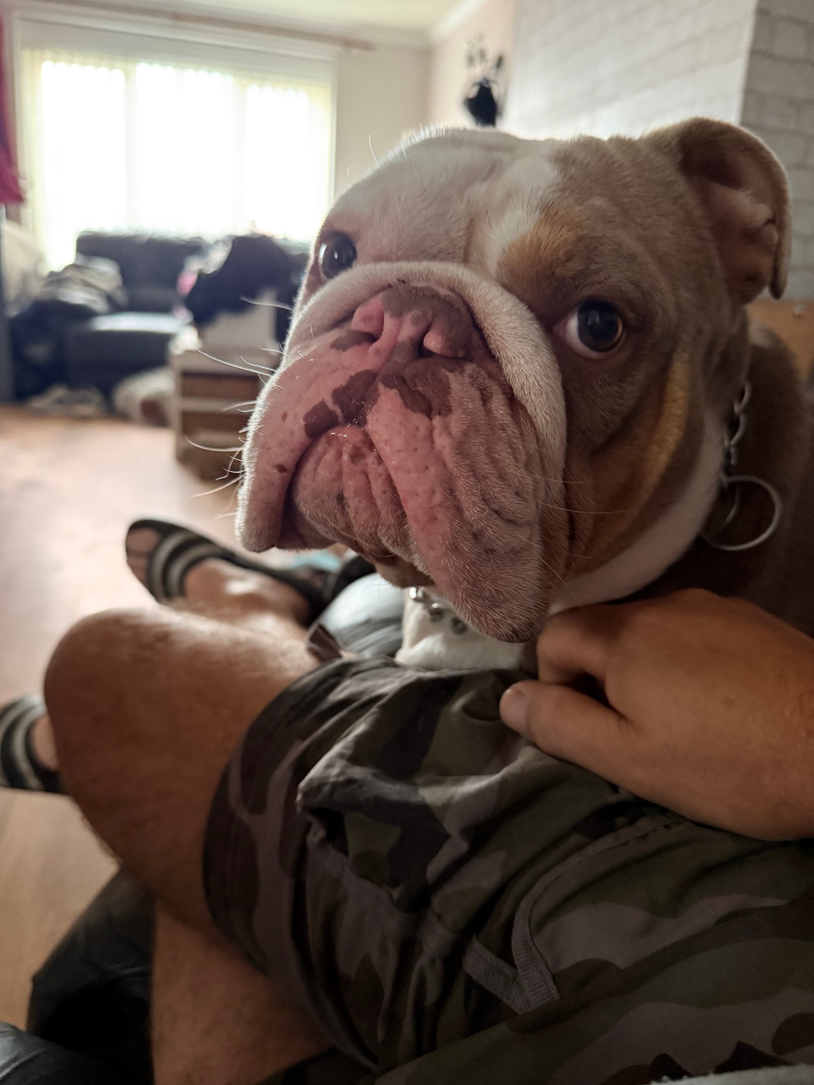Presley dog sitting update